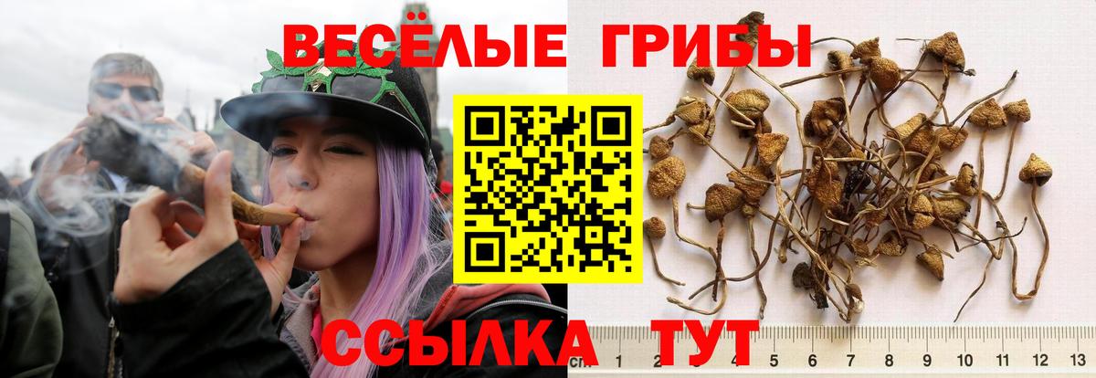 Галлюциногенные грибы Psilocybine cubensis Ступино